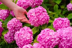 Abono hortensias 8 x 750gr Compo®