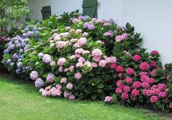 Abono hortensias 8 x 750gr Compo®