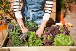 Abono huerto urbano soluble 1kg Compo®