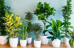 Abono líquido plantas verdes 1300ml Compo®