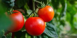 Abono líquido tomates 0.5L Compo®