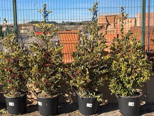 Acebo Aquifolium Amarillo Matizado C- 50 125/150cm