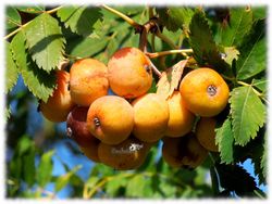 ACEROLO BLANCO Crateagus Azarolus 4/6 C-19