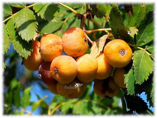 ACEROLO BLANCO Crateagus Azarolus 4/6 C-19
