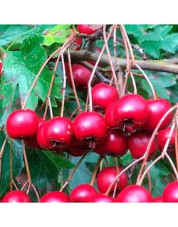 ACEROLO ROJO  Crateagus Azarolus 4/6 C-19