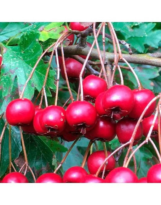 ACEROLO ROJO  Crateagus Azarolus 4/6 C-19