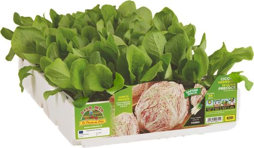 Achicoria Moteada Luisa Procoz 9 Plantas En Pack