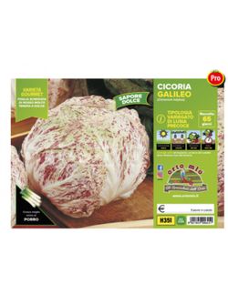 Achicoria Moteada Luisa Procoz 9 Plantas En Pack