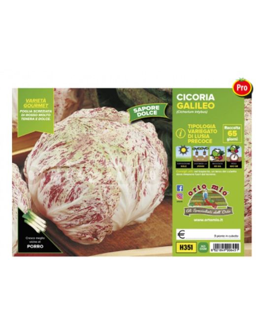 Achicoria Moteada Luisa Procoz 9 Plantas En Pack