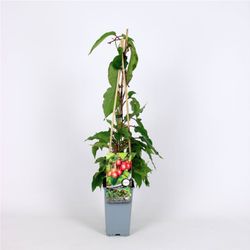 Actinidia 'Arguta Ananasnaya' 70 VK2L