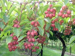Actinidia 'Arguta Ananasnaya' 70 VK2L