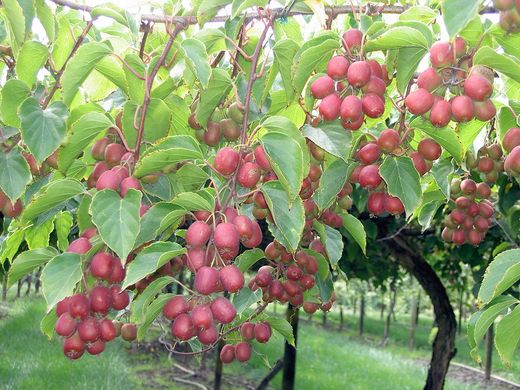 Actinidia 'Arguta Ananasnaya' 70 VK2L