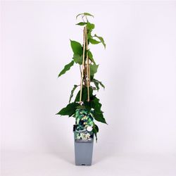 Actinidia 'Arguta Bayern' 70 VK2L