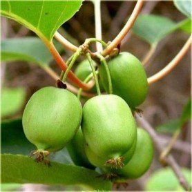 Actinidia 'Arguta Bayern' 70 VK2L