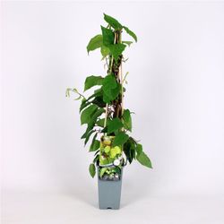 Actinidia 'Arguta Jumbo' 70 VK2L