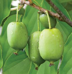 Actinidia 'Arguta Jumbo' 70 VK2L