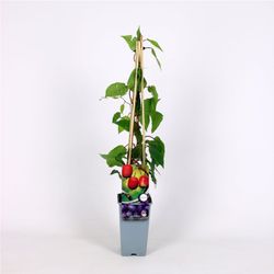 Actinidia 'Arguta Ken's Red' 70 VK2L