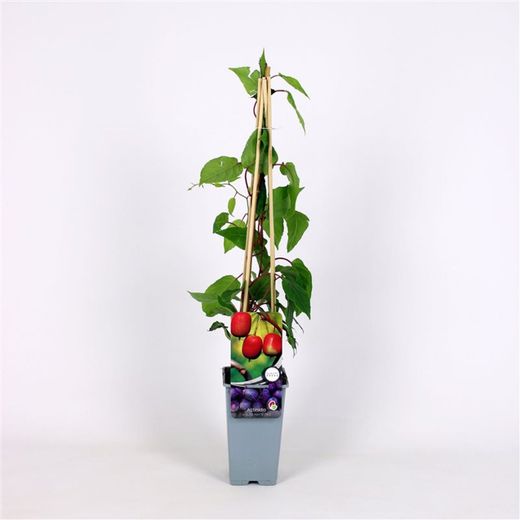 Actinidia 'Arguta Ken's Red' 70 VK2L