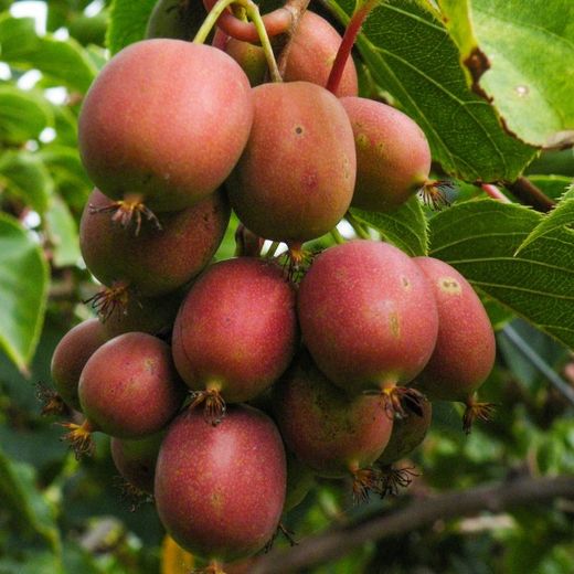 Actinidia 'Arguta Ken's Red' 70 VK2L