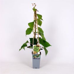 Actinidia 'Deliciosa Boskoop' 70 VK2L
