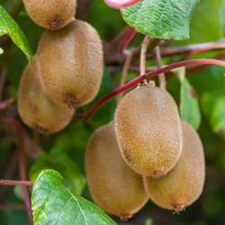 Actinidia 'Deliciosa Boskoop' 70 VK2L