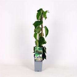 Actinidia 'Deliciosa Hayward' 70 VK2L
