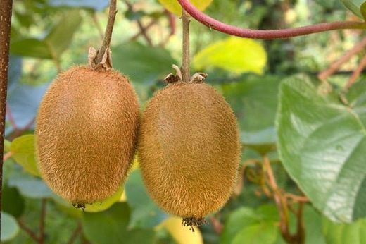 Actinidia 'Deliciosa Hayward' 70 VK2L