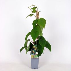 Actinidia 'Deliciosa Jenny' 70 VK2L
