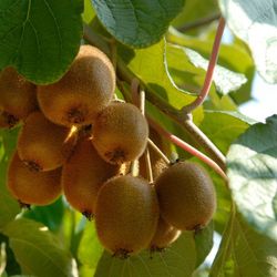 Actinidia 'Deliciosa Jenny' 70 VK2L