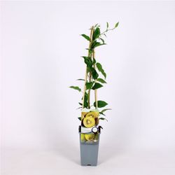 Actinidia 'Deliciosa Kiwi Gold' 70 VK2L