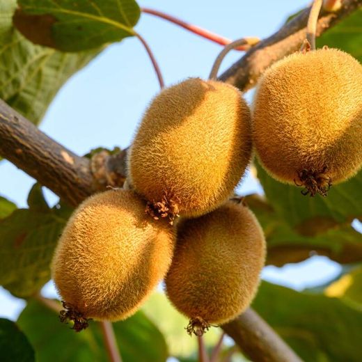 Actinidia 'Deliciosa Kiwi Gold' 70 VK2L