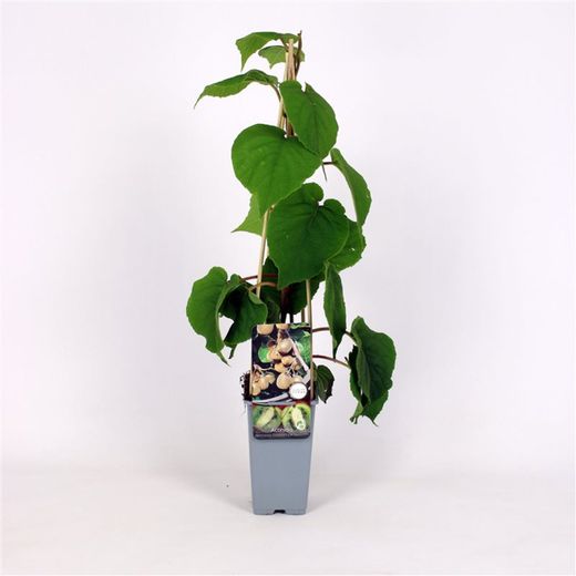 Actinidia 'Deliciosa Solissimo®' 70 VK2L