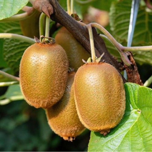 Actinidia 'Deliciosa Solissimo®' 70 VK2L
