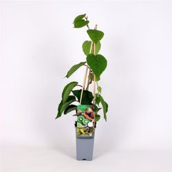 Actinidia 'Deliciosa Solo' 70 VK2L