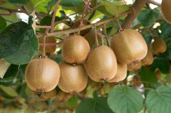 Actinidia 'Deliciosa Solo' 70 VK2L