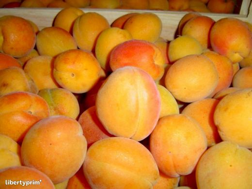 ALBARICOQUE  BERGERON Prunus armeniaca 4/6 C-19