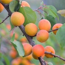 ALBARICOQUE  BERGERON Prunus armeniaca 6/8 C-25