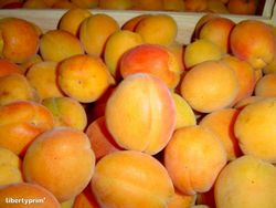ALBARICOQUE  BERGERON Prunus armeniaca 6/8 C-25