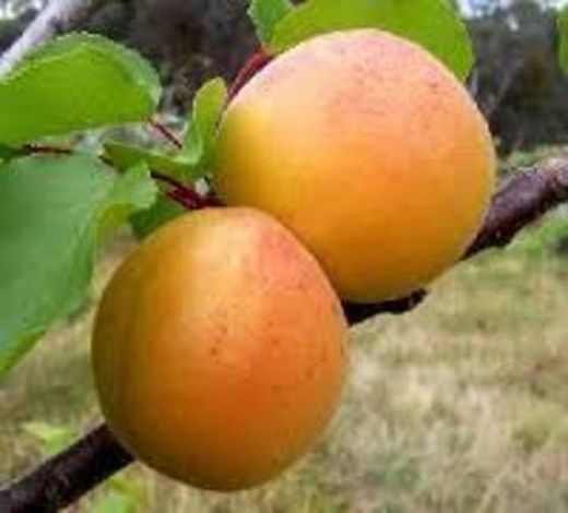 Albaricoque Bulida Prunus Armeniaca 4/6 C-19