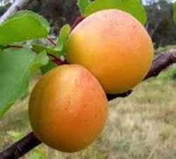 ALBARICOQUE BULIDA Prunus armeniaca 4/6 C-19