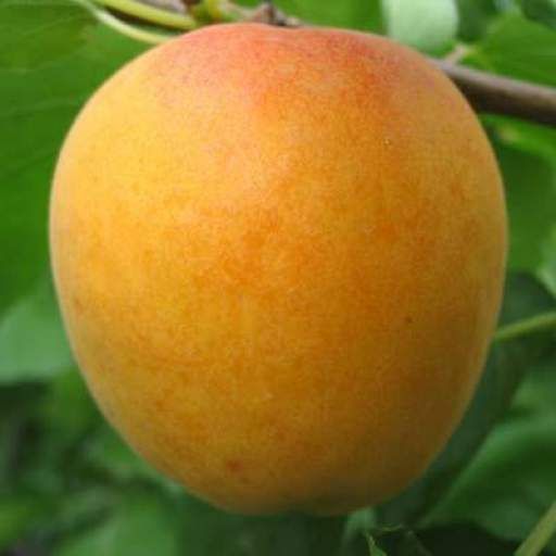 ALBARICOQUE BULIDA Prunus armeniaca 4/6 C-19