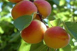ALBARICOQUE GALTA Prunus armeniaca 6/8 C-25