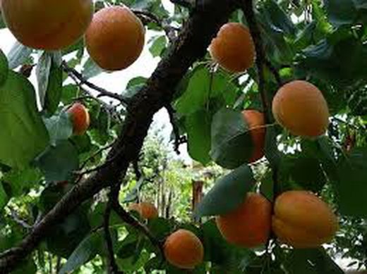 ALBARICOQUE Colomer  Prunus armeniaca 6/8 C-25