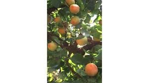 ALBARICOQUE BULIDA Prunus armeniaca 6/8 C-25