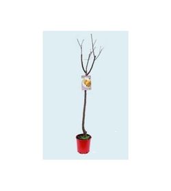 ALBARICOQUE CANINO Prunus armeniaca 6/8 C-25