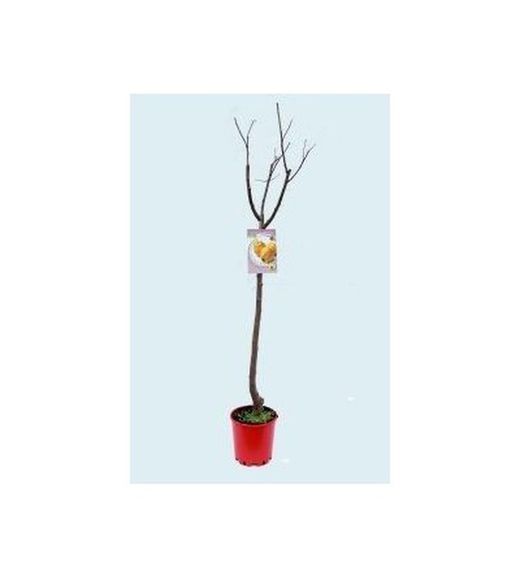 ALBARICOQUE CANINO Prunus armeniaca 6/8 C-25