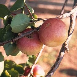 ALBARICOQUE CARLET Prunus armeniaca 4/6 C-19