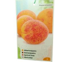 ALBARICOQUE CARLET Prunus armeniaca 4/6 C-19