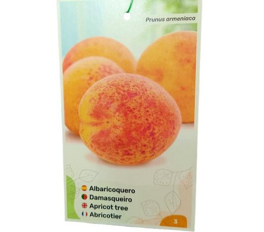ALBARICOQUE CARLET Prunus armeniaca 4/6 C-19