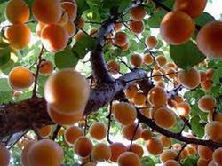 ALBARICOQUE  CORBATO Prunus armeniaca 4/6 C-19